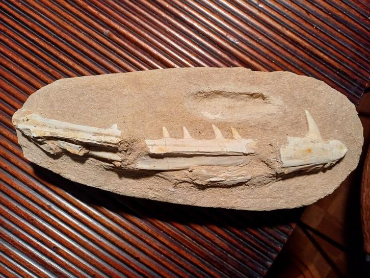 Grote fossiele kaak enchodus - sabeltandharing, Verzamelen, Mineralen en Fossielen, Fossiel, Ophalen of Verzenden