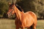 Brave recreatieve merrie !, Dieren en Toebehoren, Paarden, Merrie, Z