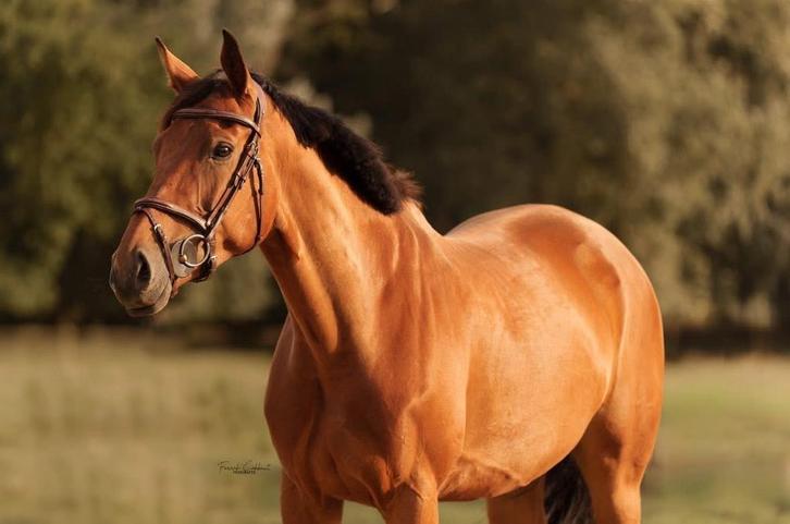 Brave recreatieve merrie !, Dieren en Toebehoren, Paarden, Merrie, Z