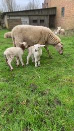 Houtlanders te koop ontwormt bij vertrek, Animaux & Accessoires, Moutons, Chèvres & Cochons, Mouton, Plusieurs animaux, 0 à 2 ans