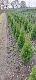 Thuja Occ. 'Smaragd', Tuin en Terras, Ophalen of Verzenden, Conifeer, Haag