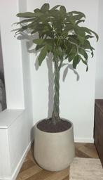 pachira aquatica incl mooie pot te koop, Tuin en Terras, Planten | Tuinplanten, Ophalen