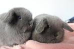 Jonge minilop konijntjes, Dieren en Toebehoren, Meerdere dieren, Dwerg, 0 tot 2 jaar, Hangoor