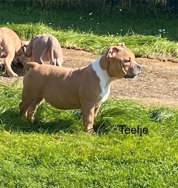 Chiots bouledogue 