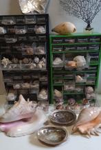 Coquillages (collection), Collections, Collections Animaux, Enlèvement, Utilisé, Autres, Autres types