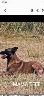 Mechelse Herder Puppy's, Dieren en Toebehoren, België, Fokker | Hobbymatig, 8 tot 15 weken, CDV (hondenziekte)