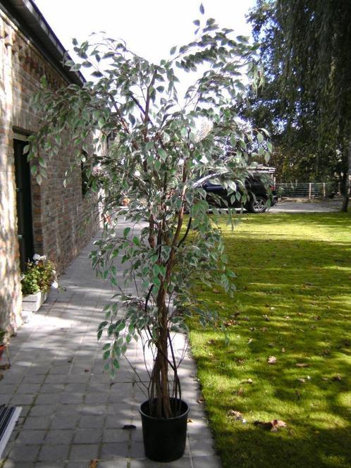 kunstplant ficus op stam, Huis en Inrichting, Woonaccessoires | Kunstplanten en Kunstbloemen, Zo goed als nieuw, Binnen, Ophalen