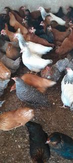 Poules pondeuses, Animaux & Accessoires