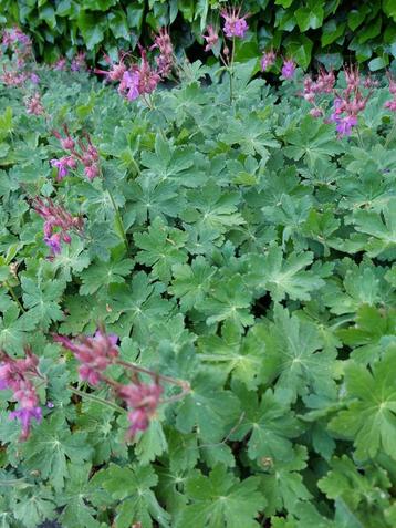 mooie bodembedekker geranium macrorrhizum  beschikbaar voor biedingen