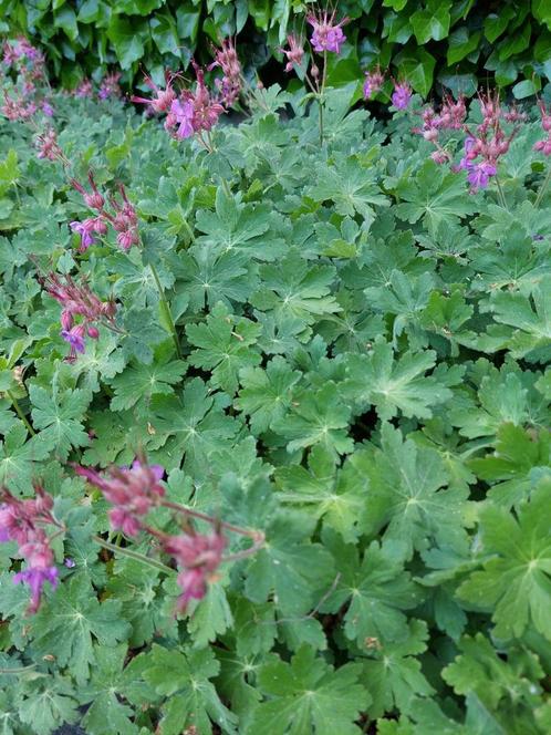 mooie bodembedekker geranium macrorrhizum, Tuin en Terras, Planten | Tuinplanten, Vaste plant, Bodembedekkers, Lente, Ophalen