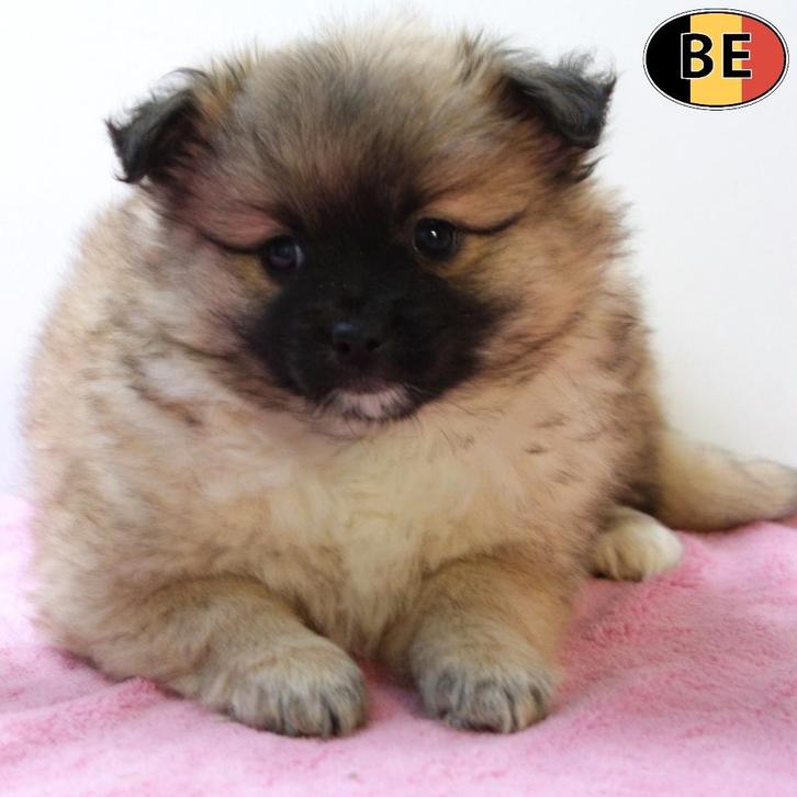 Kees pups – pluizig en vrolijk (Belgisch), Dieren en Toebehoren, Honden | Poolhonden, Keeshonden en Oertypen, Meerdere dieren