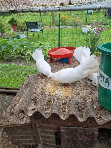 Deux jeunes pigeons  disponible aux enchères