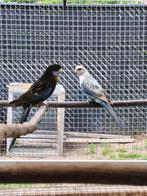 Koppel rosella, Dieren en Toebehoren