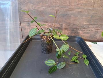 Peperomia angulata nr 34, Enlèvement