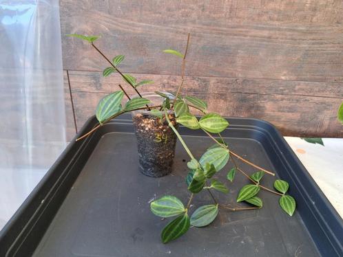 Peperomia angulata nr 34, Huis en Inrichting, Kamerplanten, Ophalen