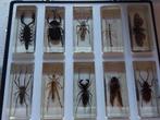 Collection d'insectes sous résine 10 pièces, Collections, Comme neuf, Enlèvement ou Envoi