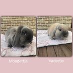 Nederlandse dwerghangoor konijn, Meerdere dieren, Dwerg, Hangoor