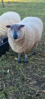 Bleu du maine bok, Dieren en Toebehoren