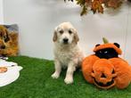 Golden Retriever pup, Dieren en Toebehoren, Golden retriever, België, CDV (hondenziekte), 8 tot 15 weken