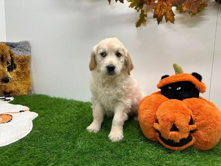 Golden Retriever pup, Dieren en Toebehoren, Honden | Retrievers, Spaniëls en Waterhonden, Teef, Golden retriever, Fokker | Professioneel