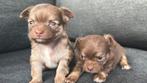 Chihuahua puppys, Dieren en Toebehoren, Honden | Chihuahua's en Gezelschapshonden, België, Fokker | Hobbymatig, 8 tot 15 weken