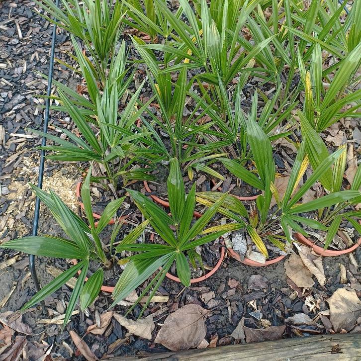 trachecarpus fortune, winterharde palmbomen, Tuin en Terras, Planten | Tuinplanten, Vaste plant, Overige soorten, Volle zon, Zomer