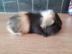 1 ch teddy cavia, Dieren en Toebehoren, Knaagdieren, Mannelijk, Cavia, Tam