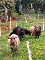 Kudde ouessantjes te koop, Meerdere dieren, Schaap