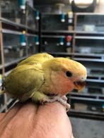 Dd groen opalin dwergpapagaai, Dieren en Toebehoren