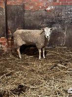 Slacht ooi te koop, Dieren en Toebehoren