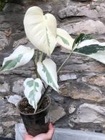 Monstera variegata full white albo