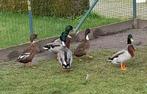 Wilde eenden, Dieren en Toebehoren, Mannelijk, Eend