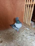 jonge king doffer te koop, Dieren en Toebehoren, Vogels | Duiven, Mannelijk, Overige soorten