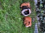 Cavia's, Dieren en Toebehoren, Knaagdieren, Mannelijk, Cavia