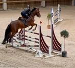 Allround ruin - springpaard, Dieren en Toebehoren