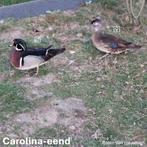 Carolina's 2025, Meerdere dieren, Eend