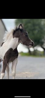 AMHA hengstje, Dieren en Toebehoren, Pony's, Hengst, Niet van toepassing, 0 tot 2 jaar