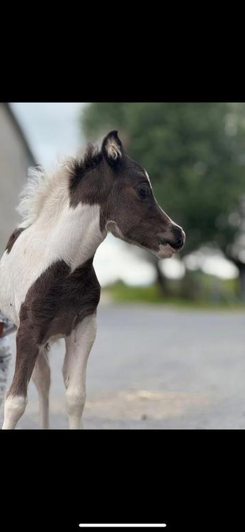 AMHA hengstje, Étalon, Ne s'applique pas, 0 à 2 ans