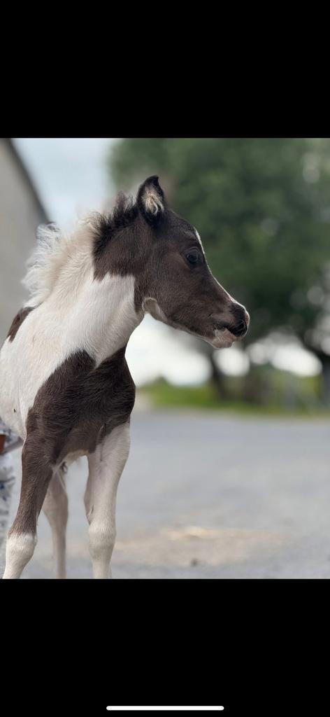 AMHA hengstje, Dieren en Toebehoren, Pony's, Hengst, Niet van toepassing, 0 tot 2 jaar