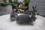 Raszuivere dwergkonijntjes, Dieren en Toebehoren, Konijnen, Mannelijk, Dwerg