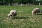 schapen , jaarling , één met lam, Dieren en Toebehoren, Vrouwelijk, Schaap, 0 tot 2 jaar