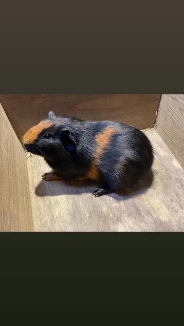 Cavia beertje beschikbaar voor biedingen