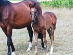 zeer chique BWP merrieveulen, Dieren en Toebehoren, Paarden, Merrie, Springpaard, Minder dan 160 cm, 0 tot 2 jaar