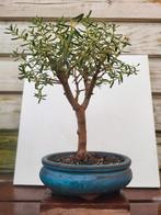 Bonsai, Tuin en Terras, Ophalen
