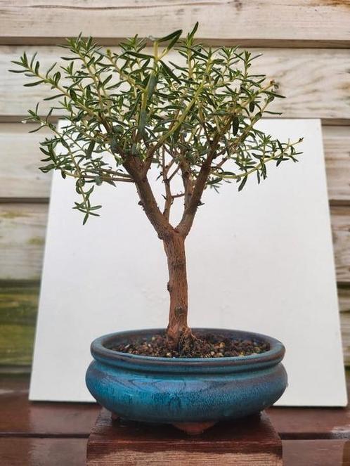 Bonsai, Tuin en Terras, Planten | Bomen, Ophalen