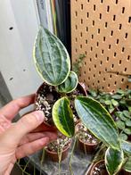 Hoya macrophylla albomarginata, Ophalen of Verzenden