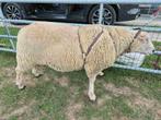 Schapen te koop, Dieren en Toebehoren, Schapen, Geiten en Varkens, Meerdere dieren, Schaap, 0 tot 2 jaar