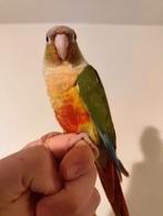 Superbe conure molinae mâle apprivoisé, Animaux & Accessoires, Mâle, Perruche, Domestique