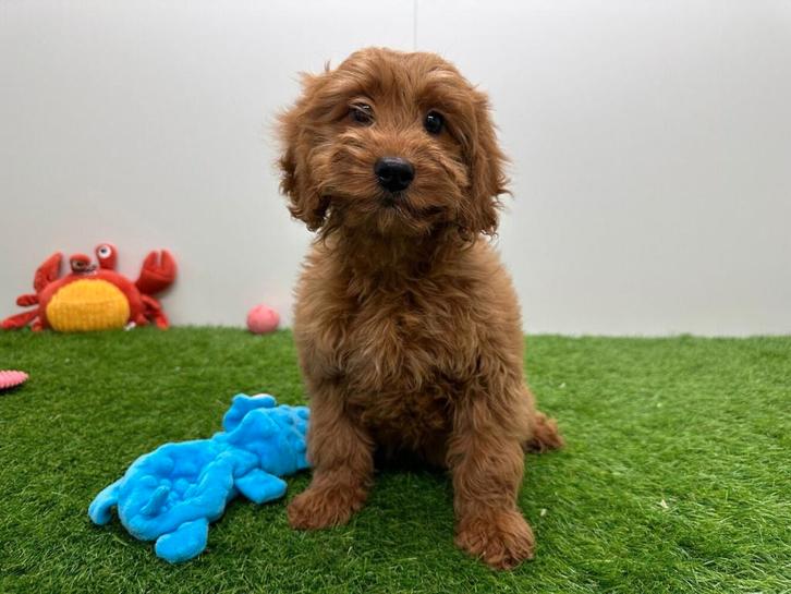Cockapoo pups, Dieren en Toebehoren, Honden | Niet-rashonden, Meerdere dieren, Fokker | Professioneel, Meerdere, België, 8 tot 15 weken