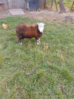 Herdwick ram, Dieren en Toebehoren, Schapen, Geiten en Varkens